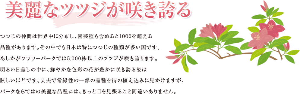 美麗なツツジが咲き誇る つつじの仲間は世界中に分布し、園芸種も含めると1000を超える品種があります。その中でも日本は特につつじの種類が多い国です。あしかがフラワーパークでは5,000株以上のツツジが咲き誇ります。明るい日差しの中に、鮮やかな色彩の花が豊かに咲き誇る姿は眩しいほどです。丈夫で常緑性の一部の品種を街の植え込みに見かけますが、パークならではの美麗な品種には、きっと目を見張ること間違いありません。