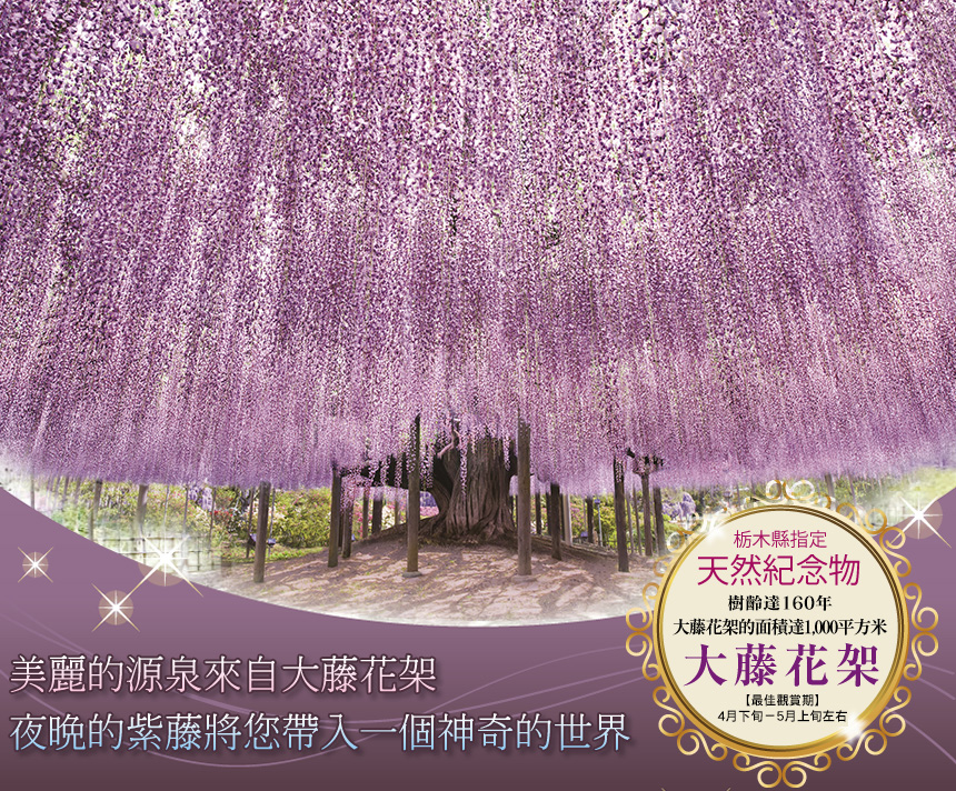 栃木縣指定天然紀念物 大藤花架的面積達1,000平方米，樹齡達160年 【最佳觀賞期】4月下旬－5月上旬左右