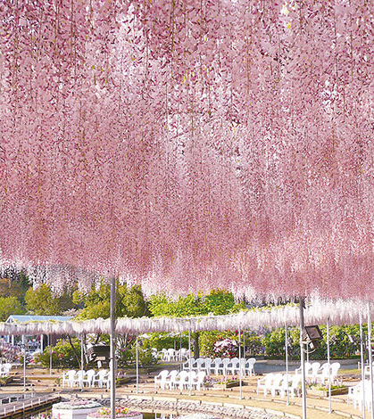 Pale Cherry Pink Wisteria