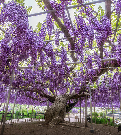 Great Wisteria 'Yae-kokuryu'