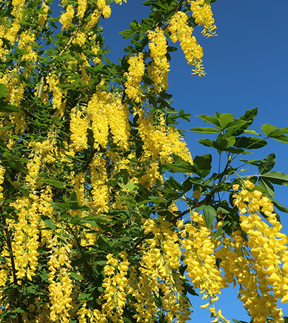 Laburnum