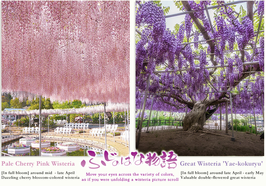 Pale Cherry Pink Wisteria [In full bloom] around mid  - late April Dazzling cherry blossom-colored wisteria  Great Wisteria [In full bloom] around late April - early May Tochigi Prefecture designated Natural Monument Large wisteria trellis of 1,000 m2