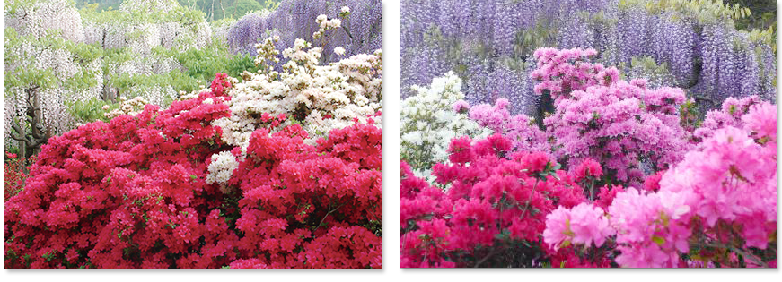 [In full bloom] around mid- April - early May