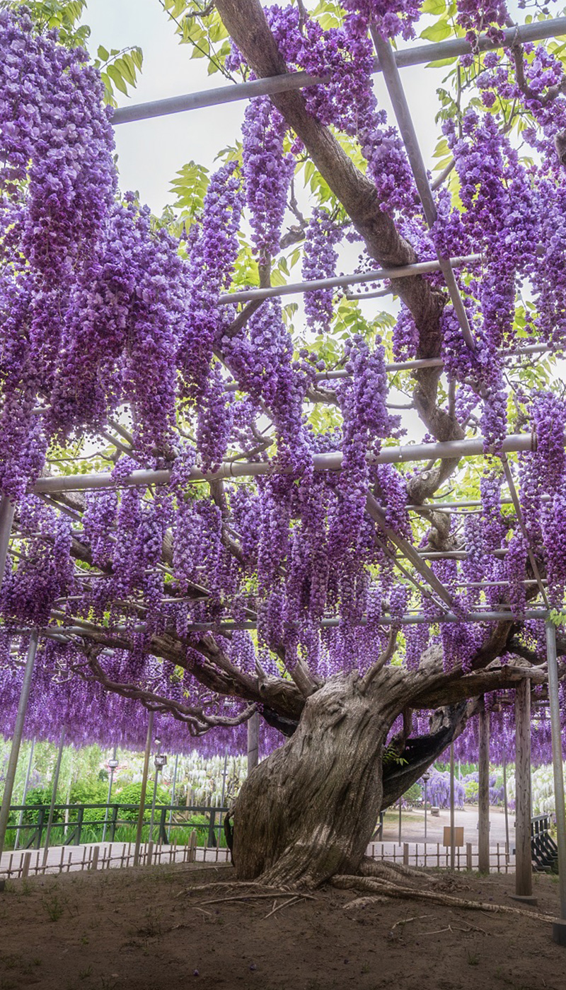 Great Wisteria 'Yae-kokuryu'
