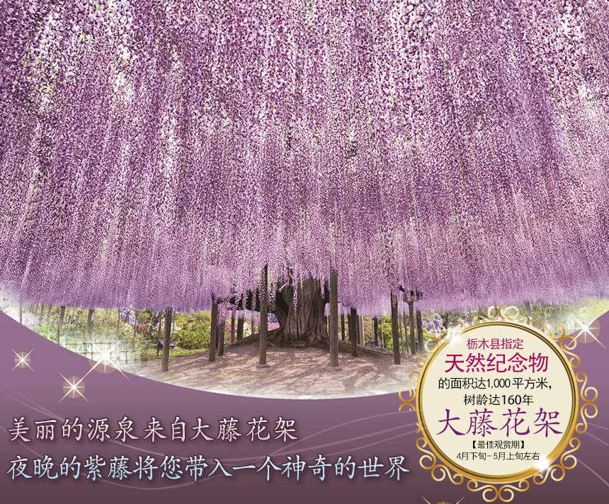 栃木县指定天然纪念物大藤花架的面积达1,000平方米，树龄达160年 【最佳观赏期】4月下旬－5月上旬