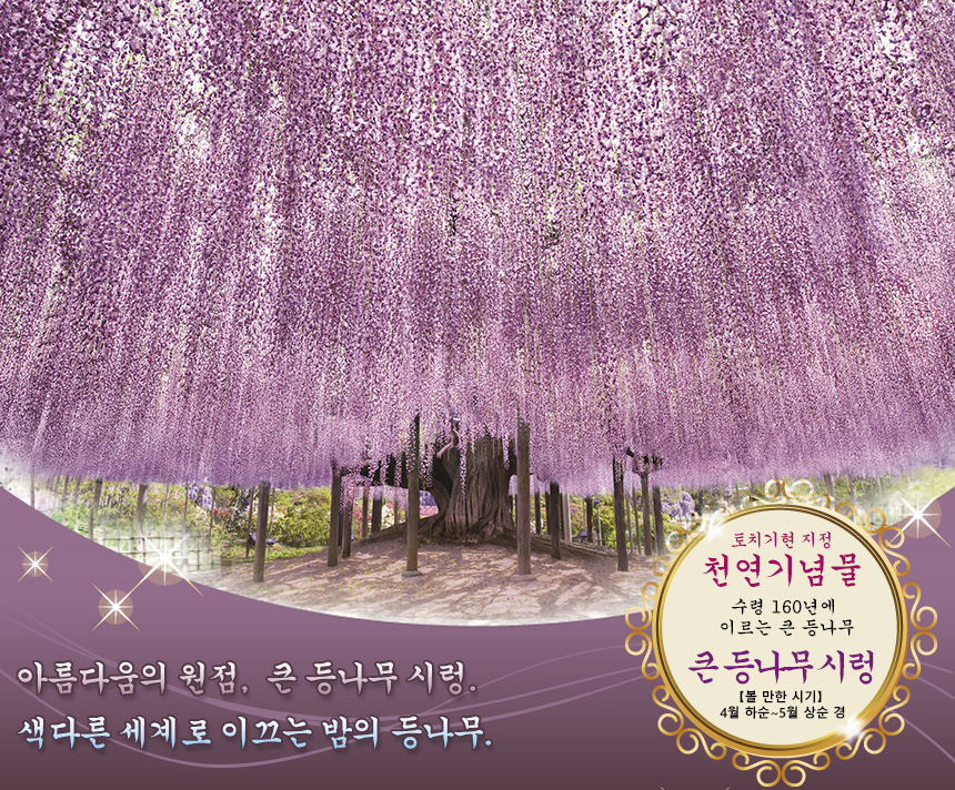 수령 160년에 이르는 넓이 1,000㎡의 큰 등나무 시렁