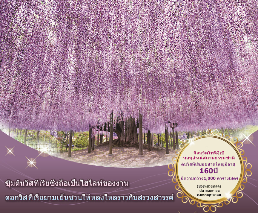 งหวัดโทจิงิเป็นอนุสรณ์สถานธรรมชาติ ต้นวิสทีเรียนขนาดใหญ่มีอายุ 160ปี มีความกว้าง 1,000 ตารางเมตร (ช่วงที่ส่วยที่สุด) ปลายเมษายน ถึงต้นพฤษภาค