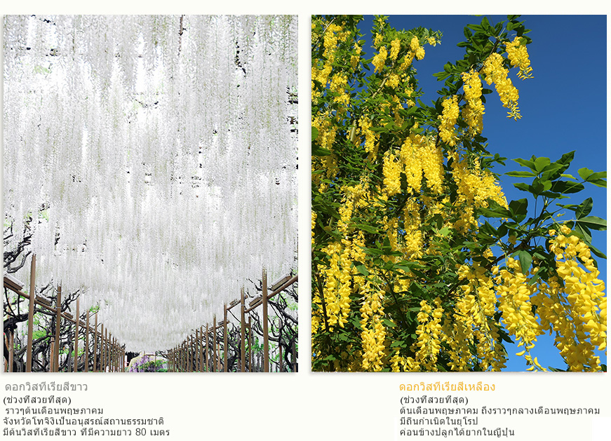 ดอกวิสทีเรียสีขาว (ช่วงที่สวยที่สุด) ราวๆต้นเดือนพฤษภาคม จังหวัดโทจิงิเป็นอนุสรณ์สถานธรรมชาติ มีต้นวิสทีเรียสีขาว ที่มีความยาว 80 เมตร