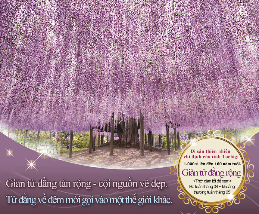 Giàn tử đằng tán rộng - cội nguồn vẻ đẹp.