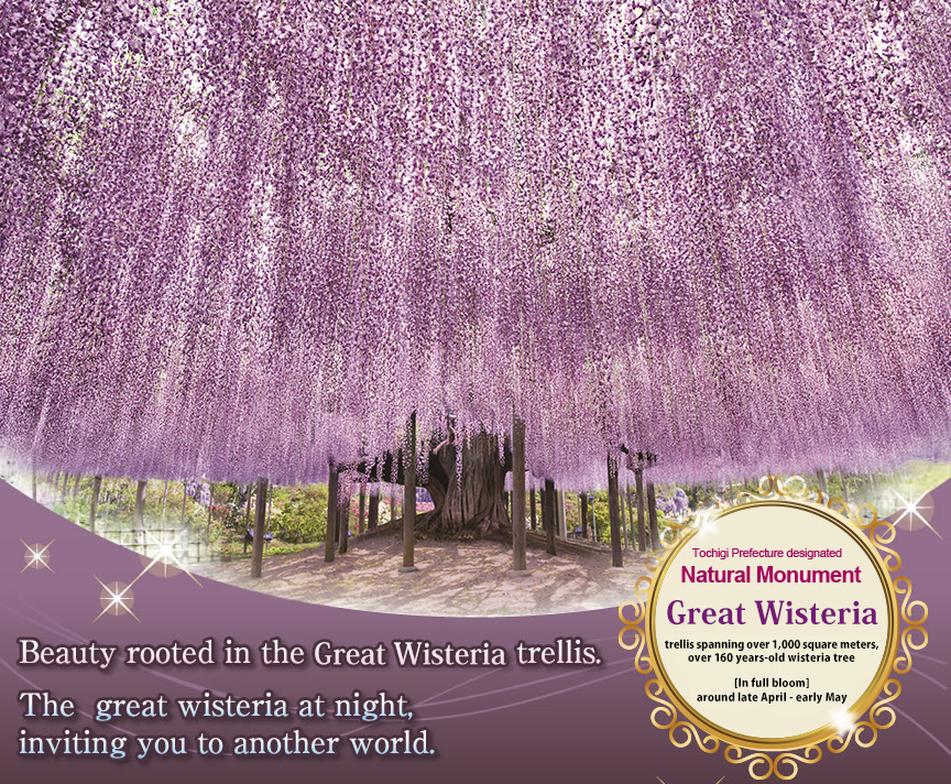 Tochigi Prefecture designated Natural Monument Large wisteria trellis of 1,000 m2 [In full bloom] around late April - early May