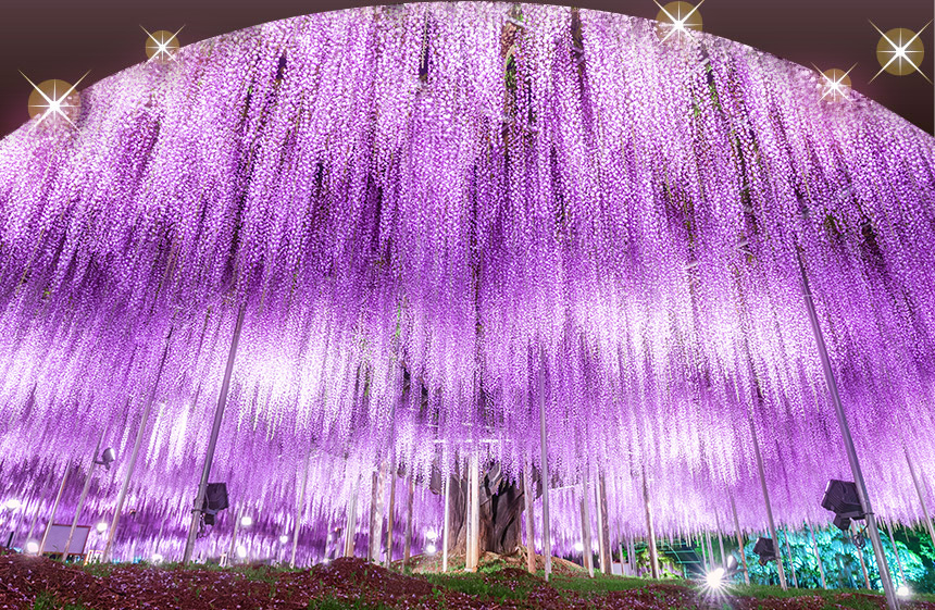 the large wisteria trellis