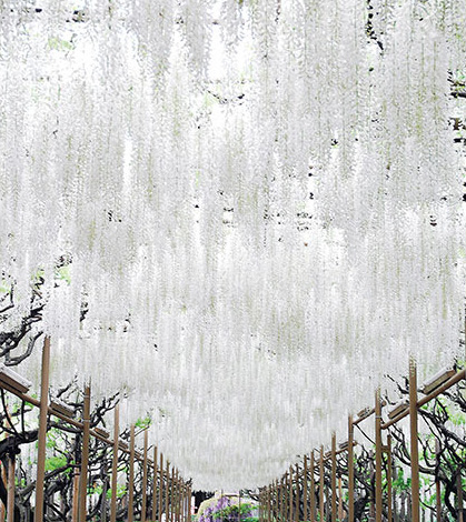 White Wisteria