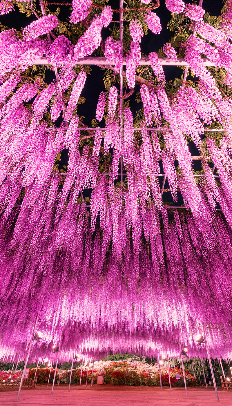 A fantastic night view of the wisteria wrapped in light.