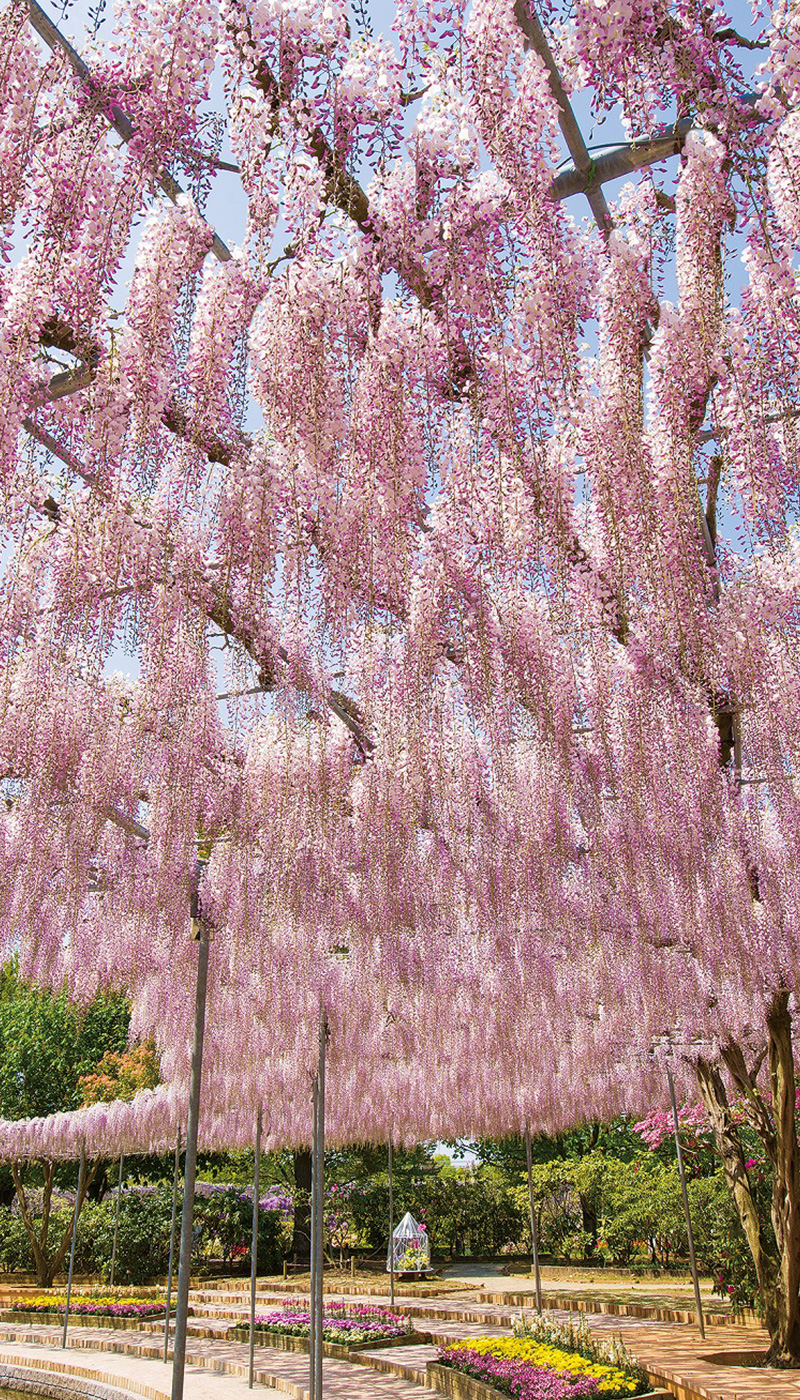 Pale Cherry Pink Wisteria