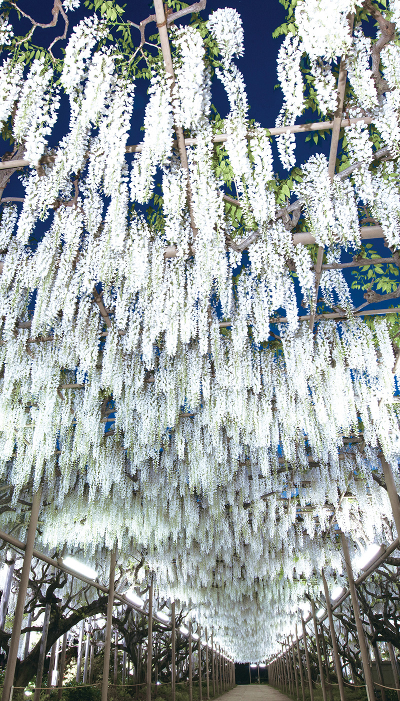 A 80 m-long tunnel created by the white Kibana wisteria