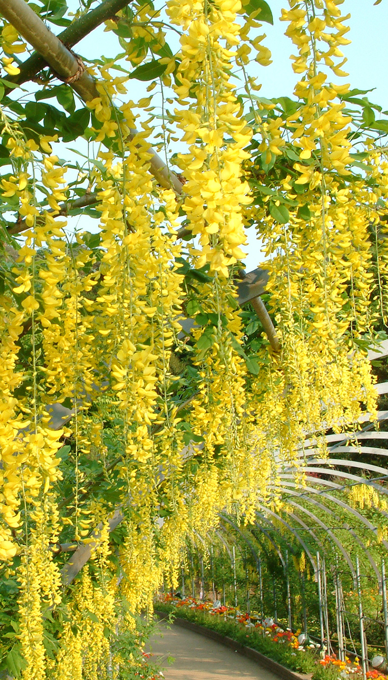 Laburnum