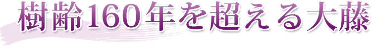 樹齢160年を超える大藤