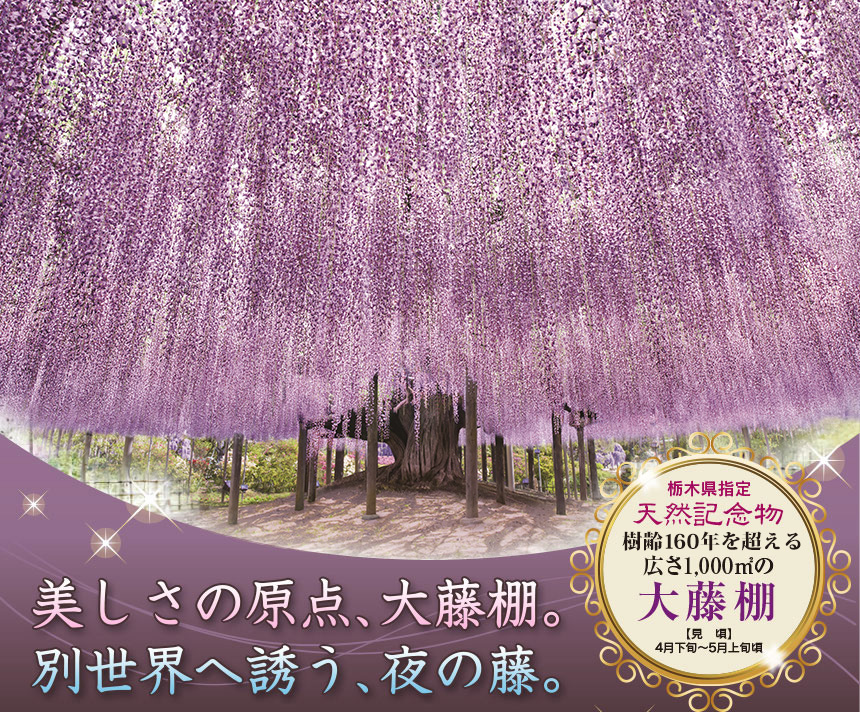 栃木県指定 天然記念物 樹齢160年を超える広さ1,000㎡の大藤棚 【見　頃】4月下旬～5月上旬頃