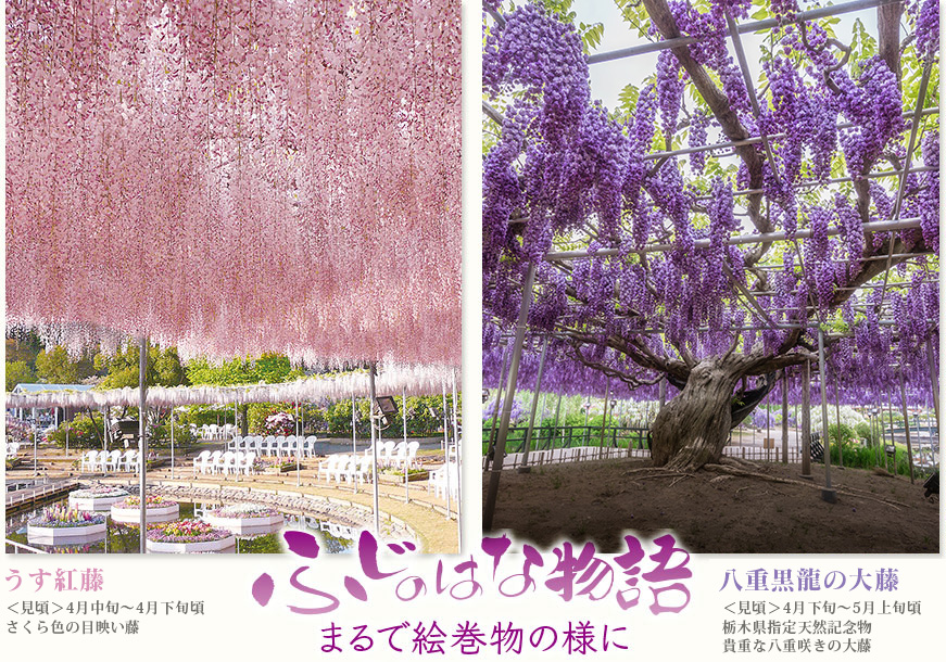 うす紅藤 〈見頃〉4月中旬～4月下旬頃さくら色の目映い藤  大藤 〈見頃〉4月下旬～5月上旬頃栃木県指定天然記念物広さ1,000ｍの大藤棚