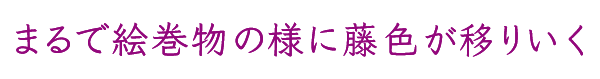 ふじのはな物語　まるで絵巻物の様に藤色が移りいく