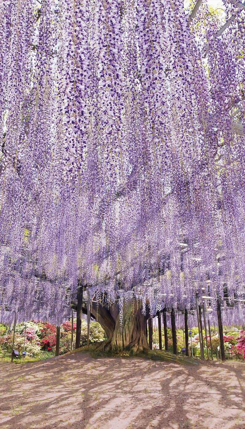 世界一の美しさを誇る大藤