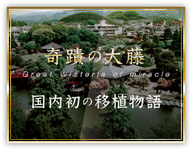 Wisteria History
