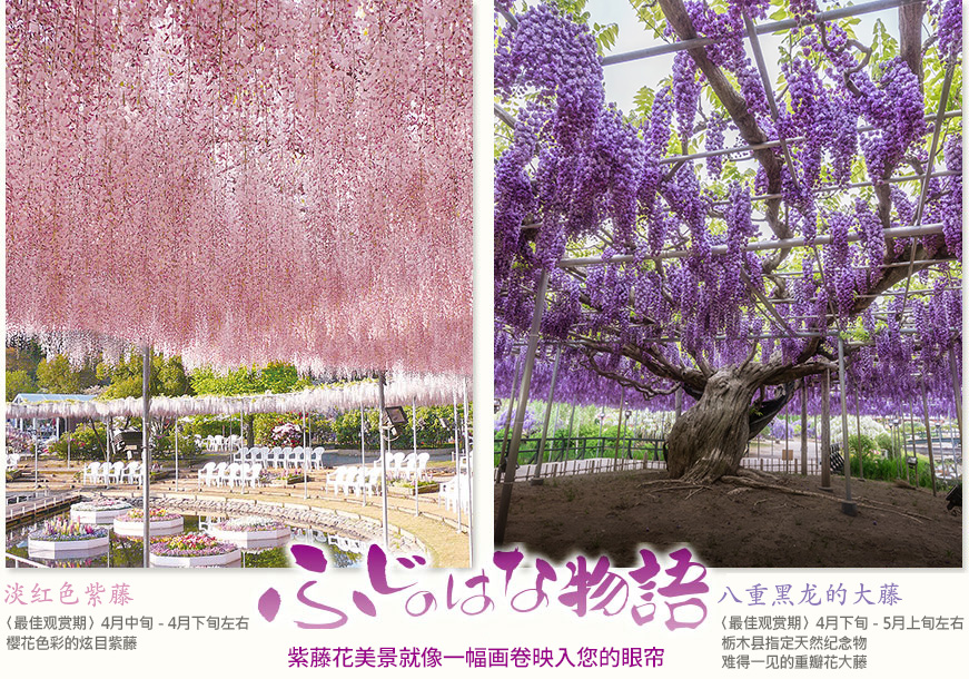 淡红色紫藤〈最佳观赏期〉4月中旬-4月下旬左右樱花色彩的炫目紫藤 八重黑龙的大藤〈最佳观赏期〉4月下旬-5月上旬左右 栃木县指定天然纪念物 难得一见的重瓣花大藤