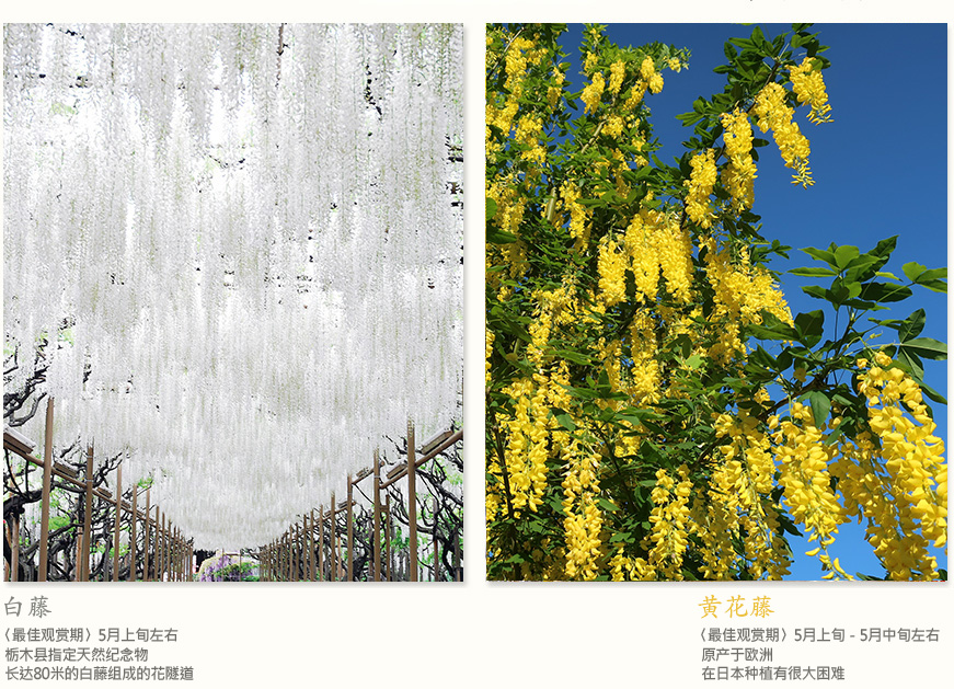 白藤〈最佳观赏期〉5月上旬左右栃木县指定天然纪念物 长达80米的白藤组成的花隧道黄花藤〈最佳观赏期〉5月上旬-5月中旬左右 原产于欧洲。在日本种植有很大困难。