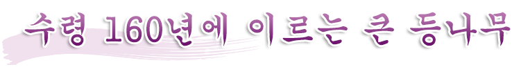 수령 160년에 이르며