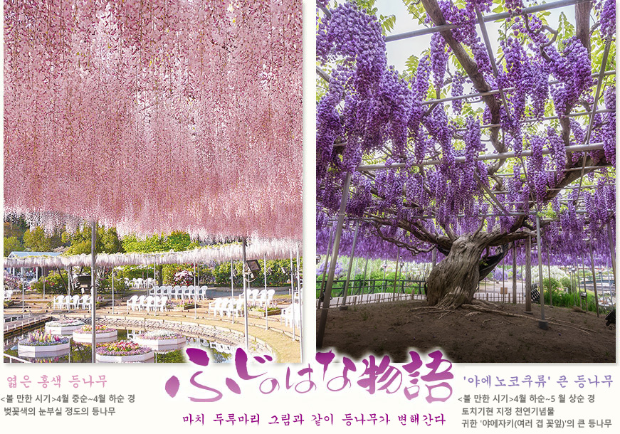 엷은 홍색 등나무 귀한 '야에자키(여러 겹 꽃잎)'의 큰 등나무