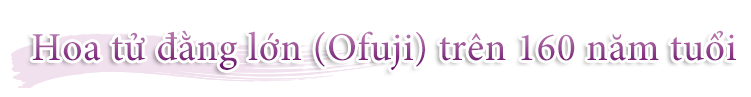 Hoa tử đằng lớn lên đến160 năm tuổi