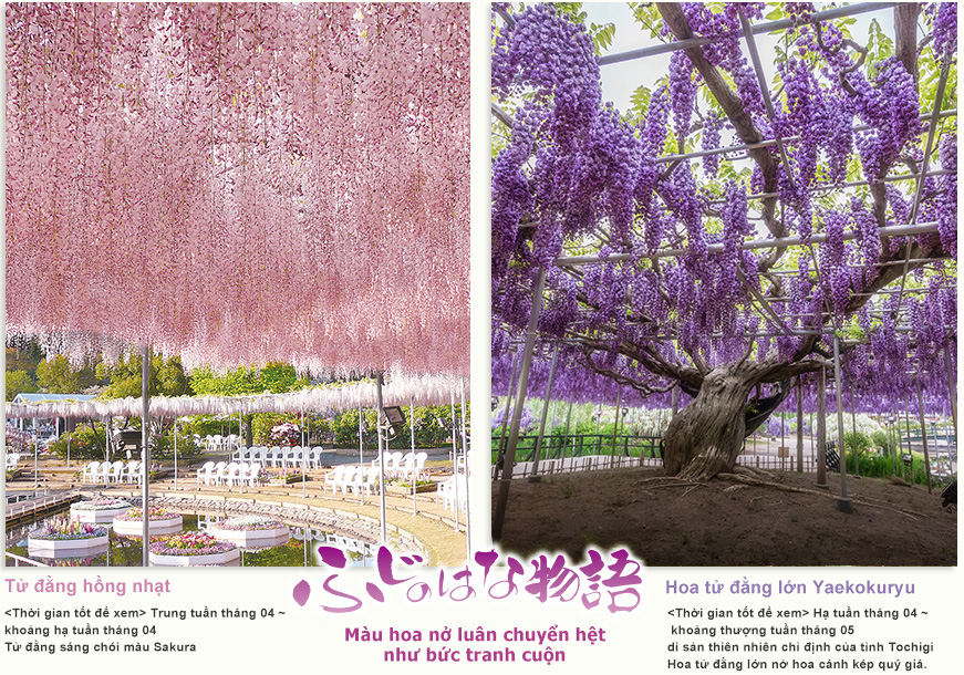 Giàn tử đằng rộng 1.000㎡ lên đến 150 năm tuổi. <Thời gian tốt để xem> Hạ tuần tháng 04 ~ khoảng thượng tuần tháng 05