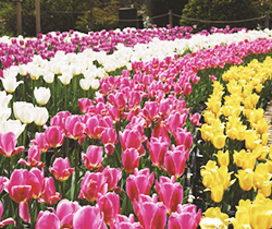 チューリップ