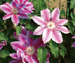 クレマチス