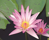 熱帯性スイレン