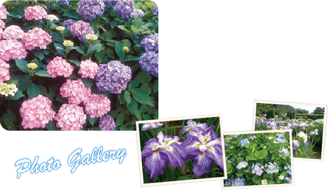 ブルー&ホワイトガーデン