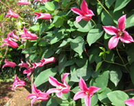 遅咲きクレマチス