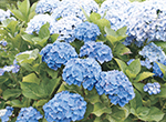 あじさい