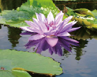 熱帯性スイレン