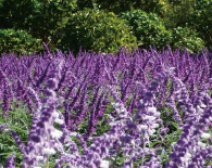 アメジストセージ