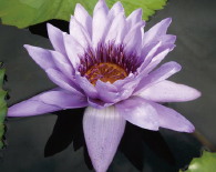 熱帯性スイレン