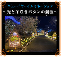 光と冬ボタンの競演