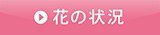 花の状況