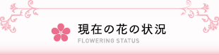 現在の花状況