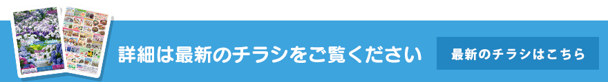最新のチラシはこちら