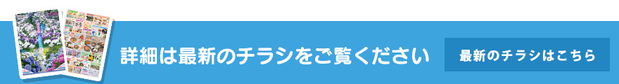 最新のチラシはこちら