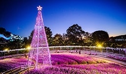 光と花のコラボレーション ～光とアメジストセージの融合～