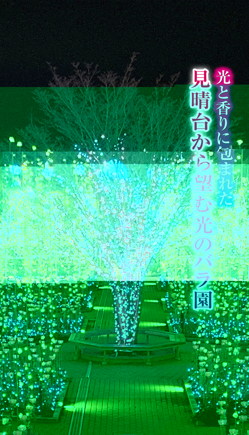 光のバラ園