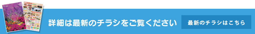 最新のチラシはこちら