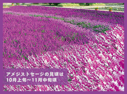 アメジストセージと秋バラの競演2025 | あしかがフラワーパーク